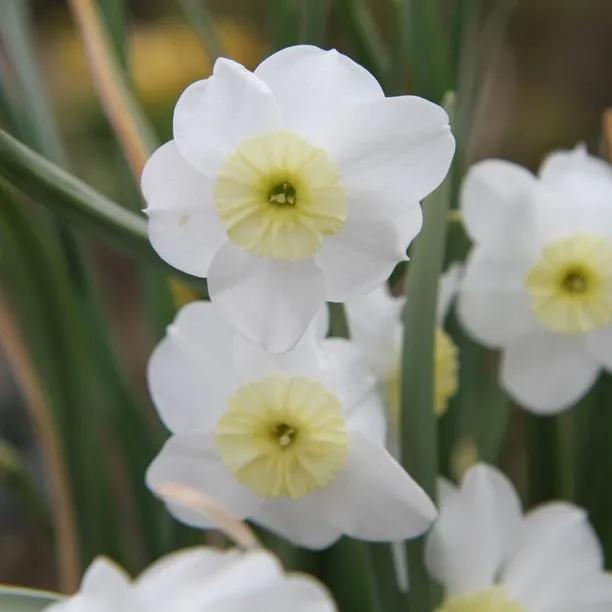 Segovia Daffodil (Narcissus Segovia) Img 1